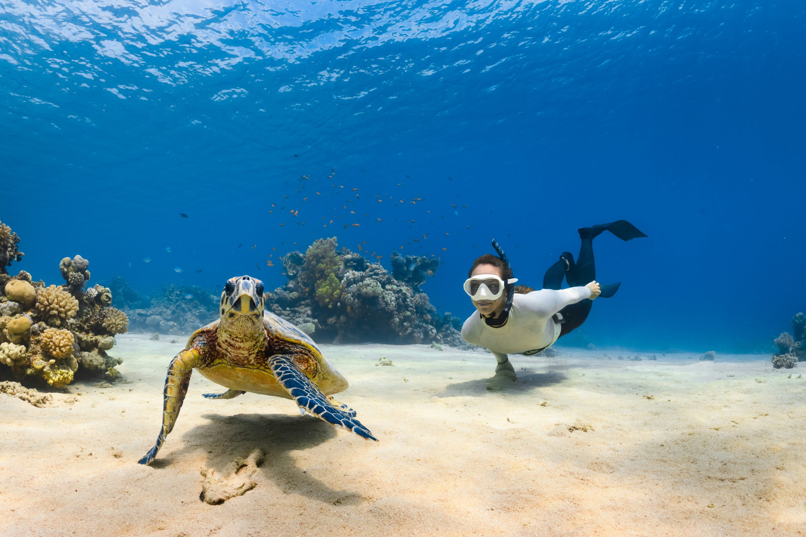 explore the underwater world with thrilling scuba diving adventures. discover vibrant marine life and stunning coral reefs on your next scuba diving expedition.